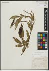 Foto von Salix alba L. x Salix fragilis L.